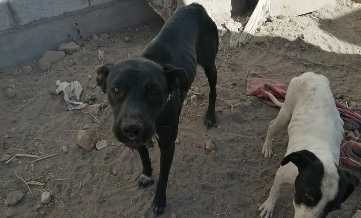 Lee más sobre el artículo Atienden 7 reportes diarios por maltrato animal en Querétaro