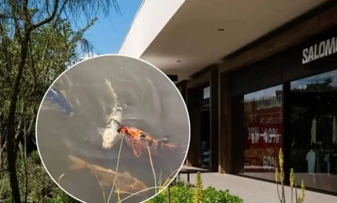 Lee más sobre el artículo Denuncian presuntas malas condiciones de peces en Premium Outlets Querétaro