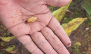 Lee más sobre el artículo Suman 88 casos de gusano barrenador en Querétaro