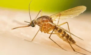 Lee más sobre el artículo Refuerzan acciones contra mosquito Culex en Querétaro