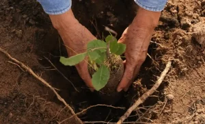 Lee más sobre el artículo Inicia Querétaro reforestación con más de 800 mil árboles