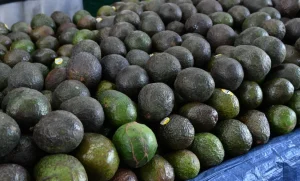 Lee más sobre el artículo Aguacate lidera alza de precios en México