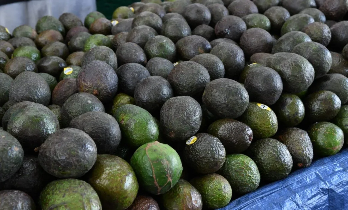 Lee más sobre el artículo Aguacate lidera alza de precios en México